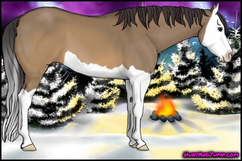 Horse Color: Buckskin Dun Splash 