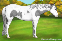Horse Color:Black Splash Tobiano Appaloosa 