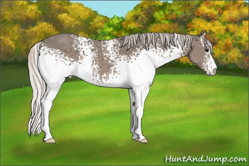 Horse Color: White Spotted Silver Black Sabino 
