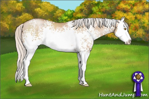 Horse Color: White Spotted Silver Grullo Pearl Sabino Splash 