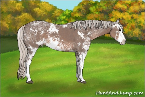 Horse Color: Silver Black Ice Sabino 