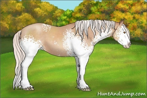 Horse Color: White Spotted Silver Classic Champagne Sabino Splash 