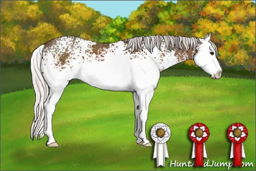 Horse Color: White Spotted Silver Black Sabino Splash 