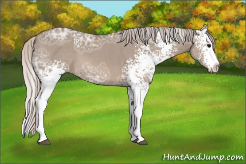 Horse Color: White Spotted Silver Grullo Ice Sabino Splash 