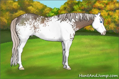 Horse Color: White Spotted Silver Black Splash Rabicano 