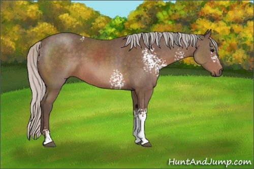 Horse Color: White Spotted Silver Black Sabino 