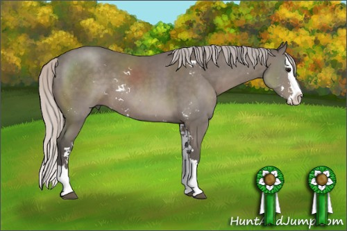 Horse Color: Silver Black Sabino Splash 