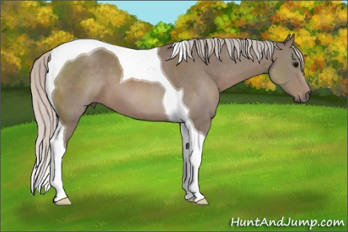 Horse Color: Silver Black Sabino Tobiano 