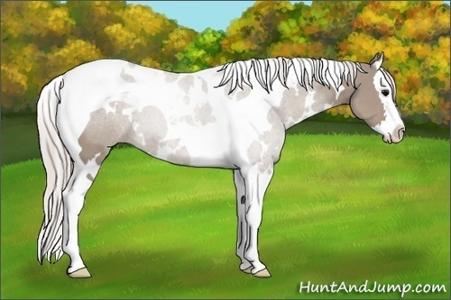 Horse Color: White Spotted Silver Grullo Splash Tobiano 