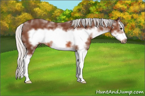 Horse Color: Silver Brown Sabino Splash Frame 
