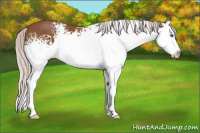 Horse Color:White Spotted Silver Bay Splash 