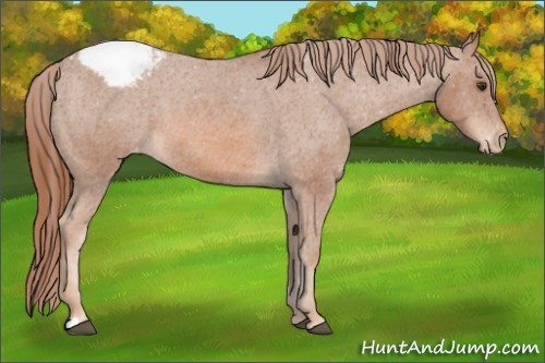 Horse Color: Chestnut Snowcap 