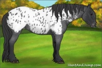 Horse Color:Blue Roan Appaloosa 