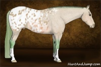Horse Color:Watercolor Bay Appaloosa 