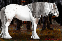 Horse Color:White Spotted Bay Splash Tobiano Appaloosa 
