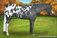 Horse Color:Silver Black Chinchilla Appaloosa