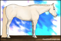 Horse Color:Buckskin Pearl Splash Frame 