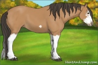 Horse Color:Bay Splash Frame 
