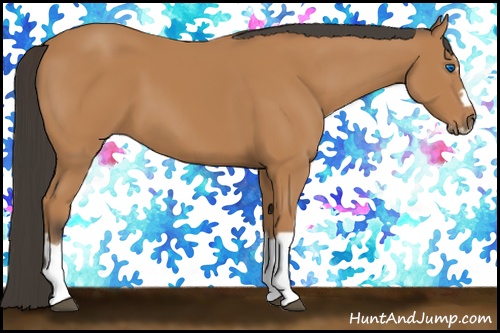 Horse Color: Bay Splash Frame 