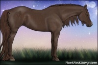 Horse Color:Liver Chestnut 