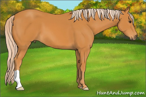 Horse Color: Chocolate Palomino 