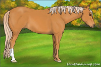 Horse Color:Chocolate Palomino 