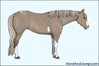 Horse Color:Unknown 