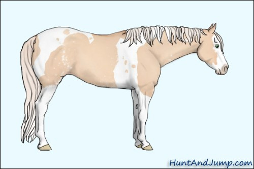 Horse Color: Unknown 
