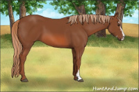 Horse Color:Liver Chestnut Sabino 
