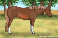 Horse Color:Liver Chestnut Sabino Tobiano 