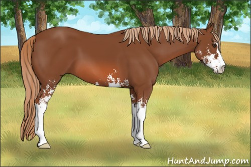 Horse Color: Unknown 