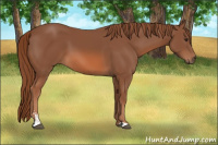 Horse Color:Liver Chestnut Sabino 