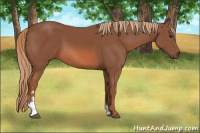 Horse Color:Liver Chestnut Sabino 