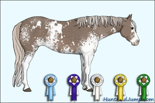 Horse Color: Unknown 