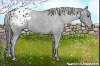 Horse Color:Black Appaloosa Rabicano 
