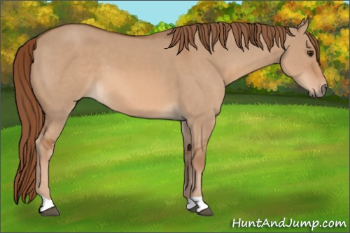 Horse Color: Red Dun 