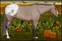Horse Color:Bay Dun Snowcap 