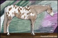 Horse Color:White Spotted Chocolate Palomino Blanket 