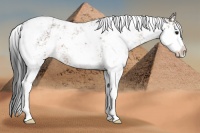 Horse Color:Bay Sabino 