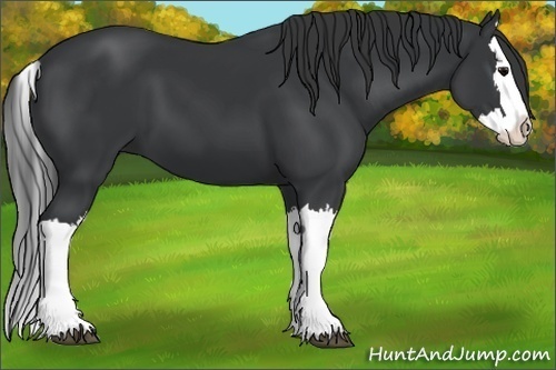 Horse Color:Black Splash 