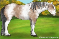 Horse Color:White Spotted Bay Dun 