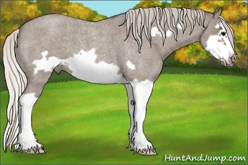 Horse Color:Silver Grullo Roan Splash Frame 