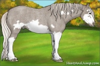Horse Color:Silver Grullo Roan Splash Frame 