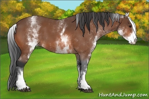 Horse Color:White Spotted Bay 