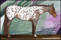 Horse Color:Liver Red Roan Appaloosa 