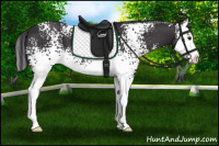 Horse Color:White Spotted Smoky Black Sabino Splash 