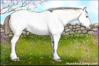 Horse Color:White Spotted Buckskin Splash Appaloosa 