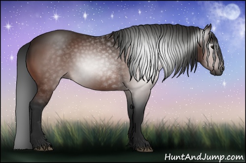 Horse Color:Gray Bay Rabicano