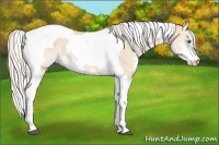 Horse Color:Silver Bay Dun Splash Tobiano Rabicano 