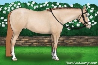 Horse Color:Buckskin Pearl Sabino Blanket Rabicano 